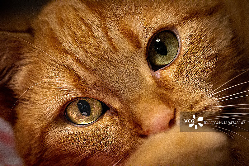 小姜猫看着摄像机图片素材