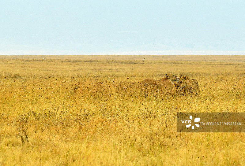 大草原上的母狮图片素材