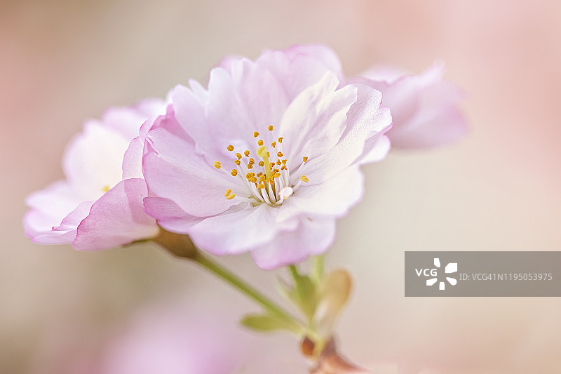 美丽的近距离图像，柔软的粉红色，春天樱花盛开图片素材