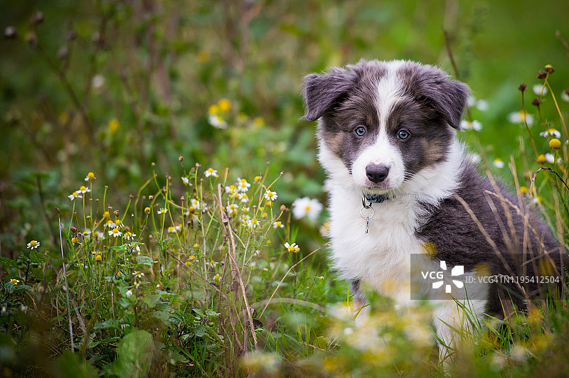 小狗坐在有野花的田野里图片素材