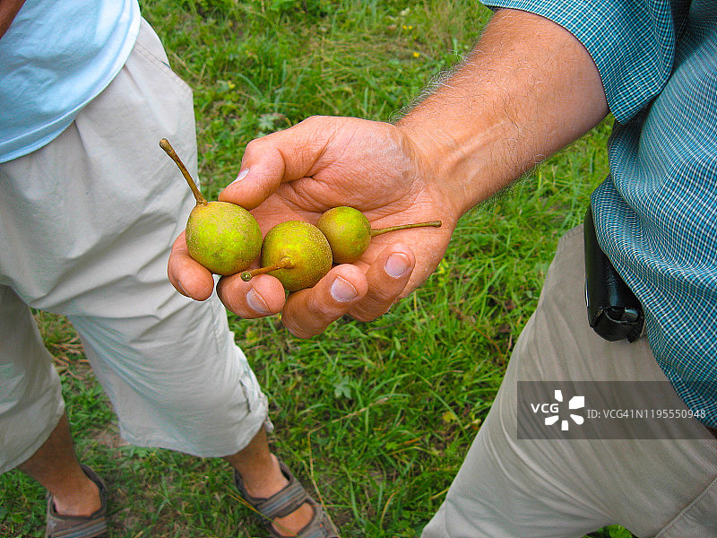 一个男人手里拿着三个野梨。图片素材