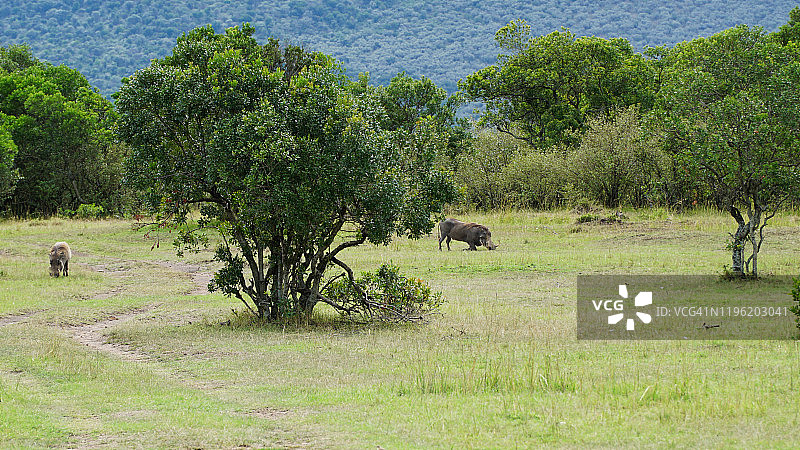 非洲大草原常见疣猪图片素材