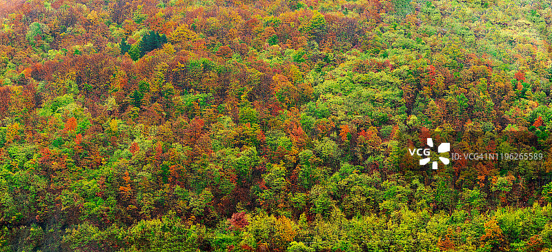 森林里秋色斑斓图片素材