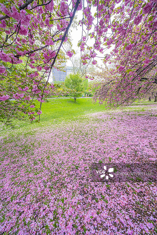 5月4日，美国纽约中央公园的樱花树上散落着片片花瓣。图片素材