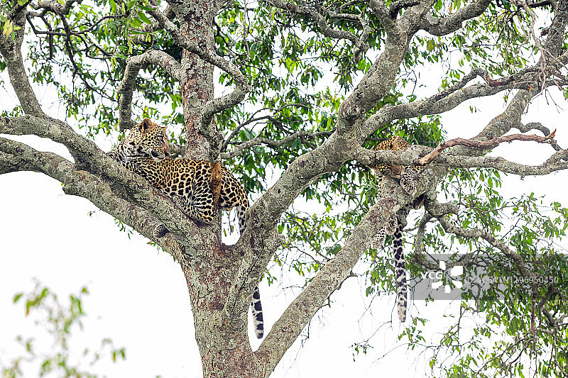 豹子和妈妈在树上看着相机图片素材