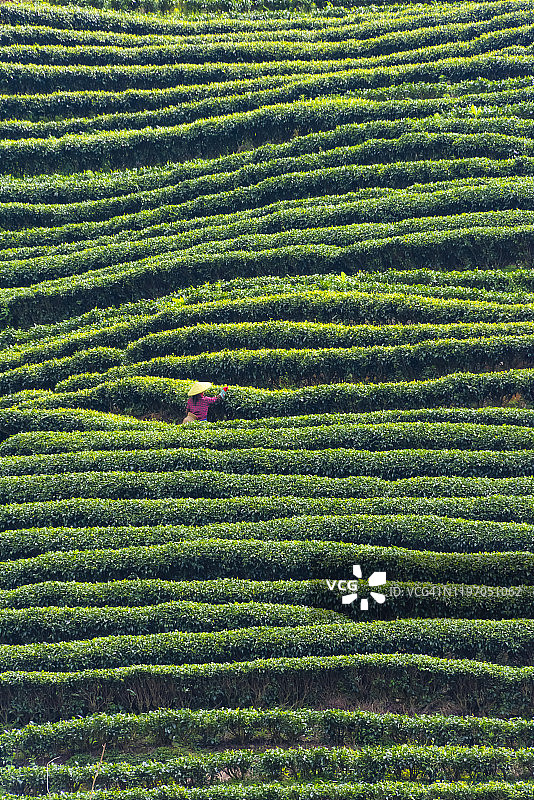 中国广西三江，农民在茶园采摘茶叶图片素材