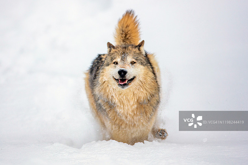 正面拍摄的大灰狼环顾四周，在雪地里奔跑图片素材