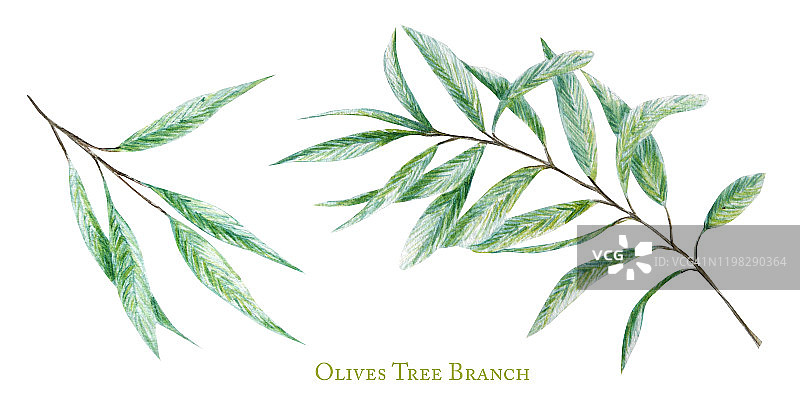 水彩绿色橄榄树枝叶设置，现实橄榄植物插图孤立在白色背景，手绘，新鲜成熟的樱桃收集标签，卡片设计概念。图片素材