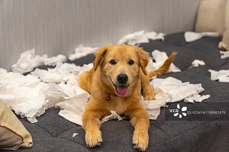 淘气的金毛猎犬在沙发床上玩卫生纸图片素材