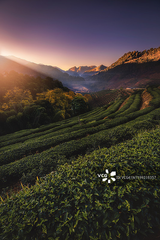 美丽的风景，日出在茶园，自然风景种植园茶和阳光之间的山。Doi Ang Khang旅游目的地北泰国图片素材