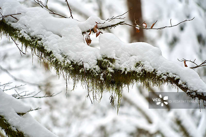 暴风雪过后，厚厚的积雪压弯了树枝。冬季森林徒步旅行，特兰西瓦尼亚，罗马尼亚。图片素材