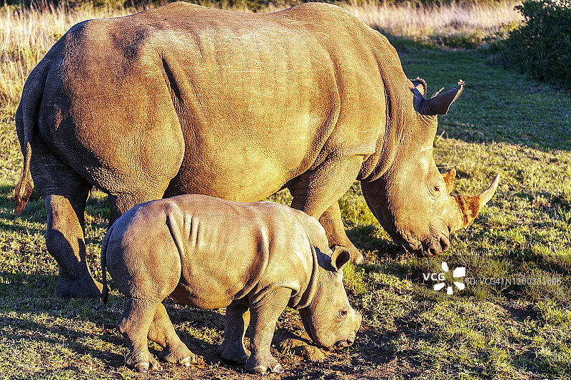 南非，犀牛和小牛图片素材
