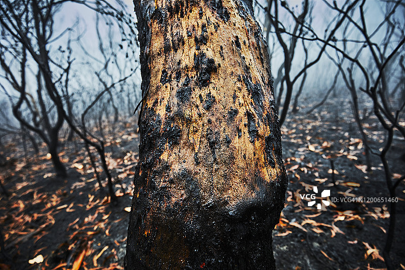 特写烧焦的树干后的森林火灾与烟雾，丛林火灾在澳大利亚图片素材