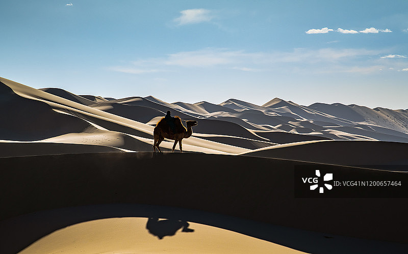 蒙古戈壁沙漠的骆驼图片素材