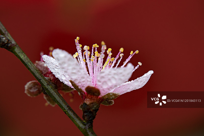 桃花在雨中绽放图片素材