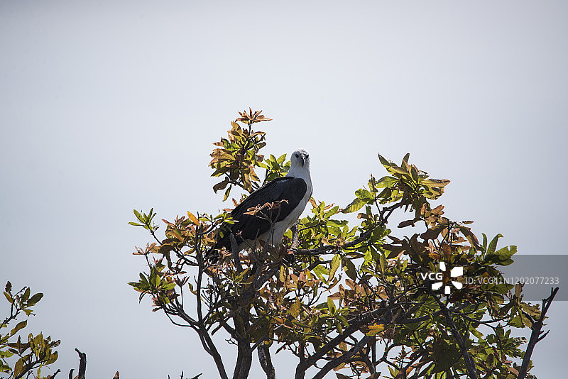 白腹海鹰在树荫营地的一棵树上。图片素材