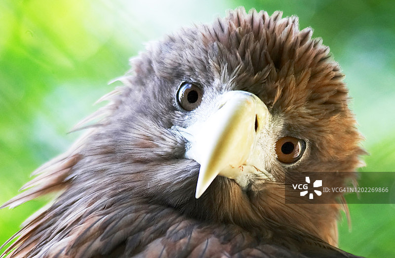 一只好奇的鹰面对镜头图片素材