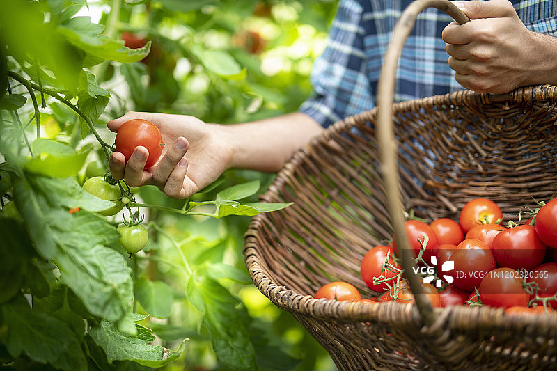 夏末，园丁在有机菜园的温室里采摘成熟的深红色番茄图片素材