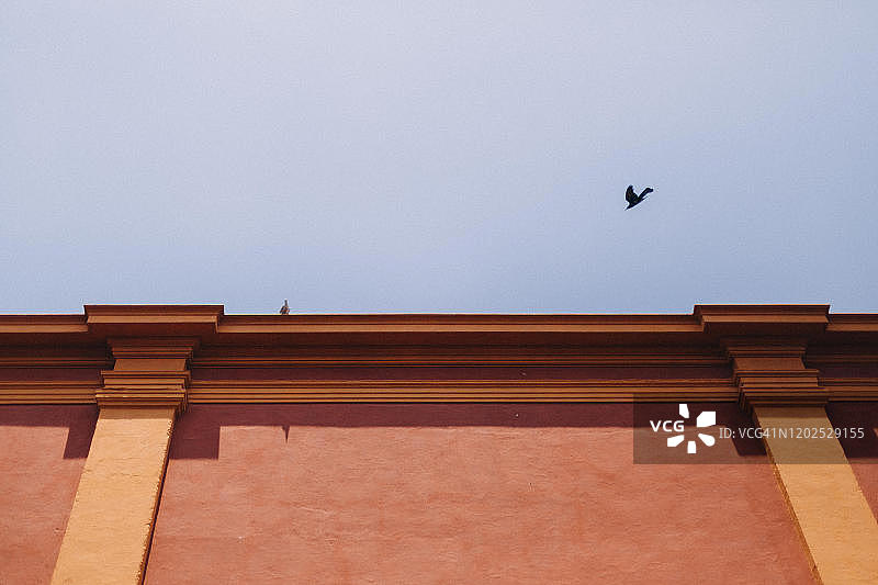 从下面看，一只鸟在墨西哥克雷塔罗市中心的一栋建筑旁飞翔图片素材