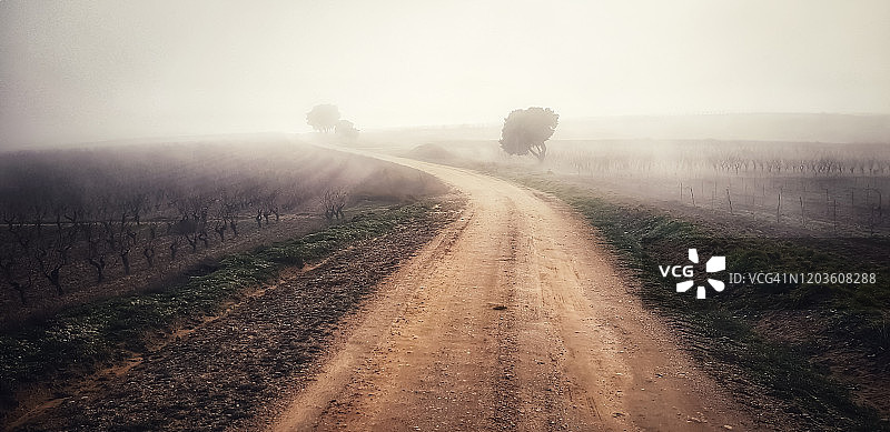 多雾的冬日清晨，理贝拉杜埃罗的一个葡萄园图片素材