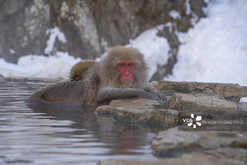 2月20日，在日本长野地狱谷雪猴公园，日本雪猴在雪山中放松、沐浴温泉。图片素材
