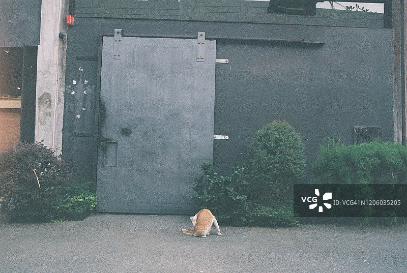 猫在黑门前面图片素材