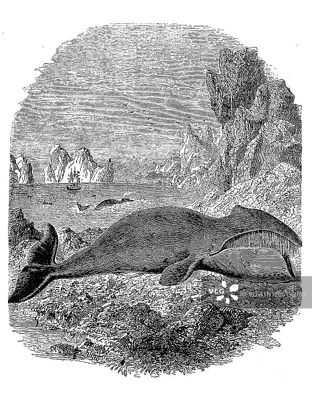 古动物插图:北大西洋露脊鲸(Eubalaena glacialis)图片素材