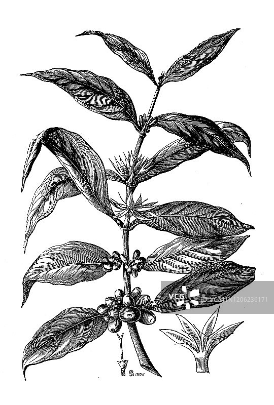 古植物学插图:咖啡、咖啡树图片素材