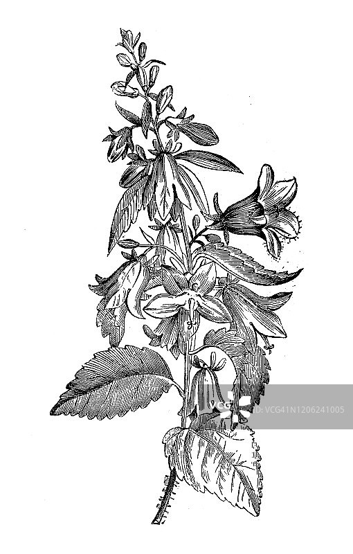 古植物学插图:风铃草，荨麻叶风铃花图片素材