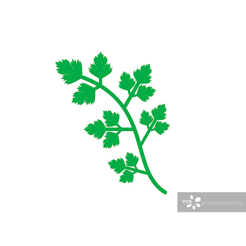 香菜绿色植物图标。西芹茎孤立在白色背景上。图片素材