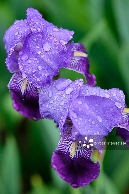 美丽的蓝色和紫色的花与雨滴的特写图片素材
