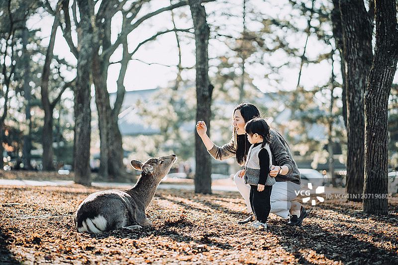 快乐的年轻亚洲母亲和可爱的小女儿喂养野鹿在奈良公园，日本在温暖的阳光下图片素材