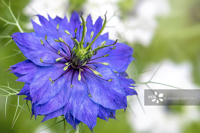 这是一幅美丽的蓝色春/夏花的特写，也被称为Nigella damascena图片素材