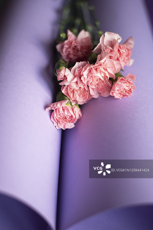 紫色背景上的几枝粉红色的丁香图片素材