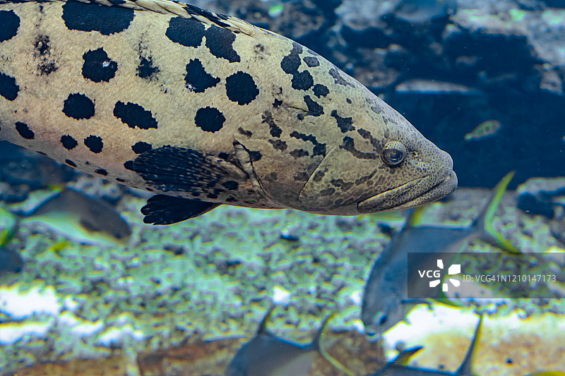 大水族馆中的斑石斑鱼是一种来自太平洋中部东部的石斑鱼。它能长到86厘米长。中国海南三亚。图片素材