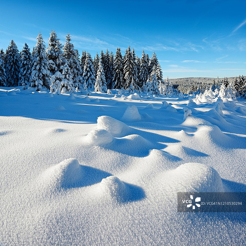 德国萨克森-安哈尔特哈尔茨国家公园，白雪覆盖的原生态冬季景观，白雪覆盖的冷杉树图片素材