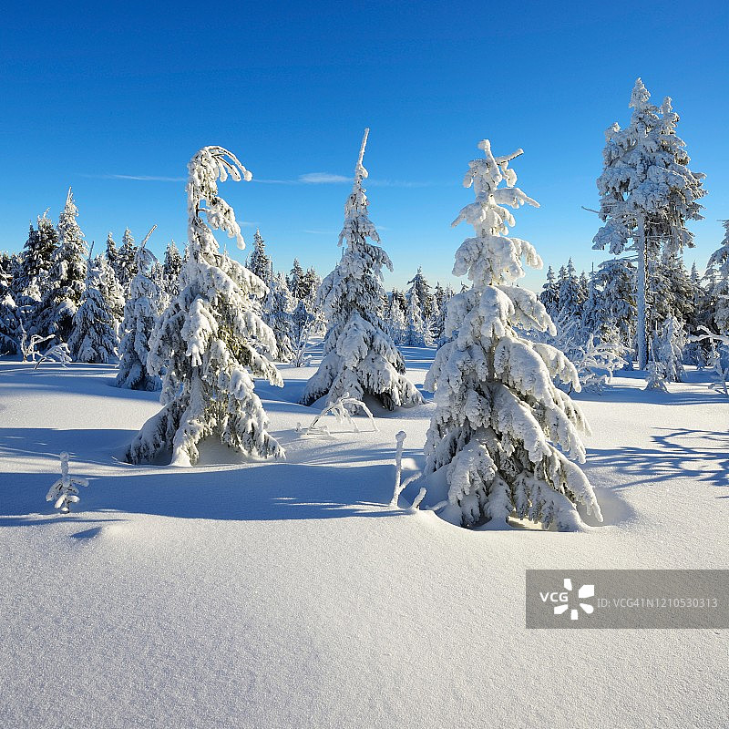 德国萨克森州奥伯维森塔尔附近的费希特尔堡冬天的雪景，云杉被雪覆盖图片素材