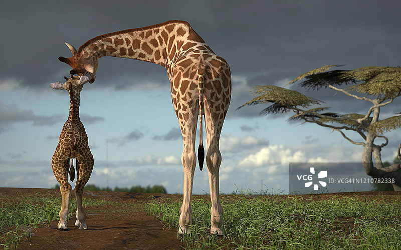 长颈鹿一家人走在非洲的一条小路上，彼此相爱，3d渲染图片素材