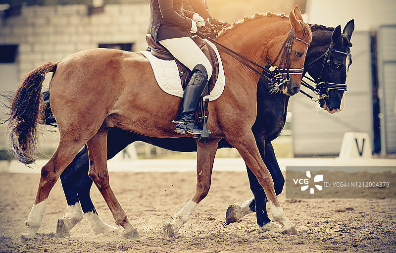 用双笼头拴着的两匹运动马。马镫骑在马上时马镫上骑手的腿图片素材