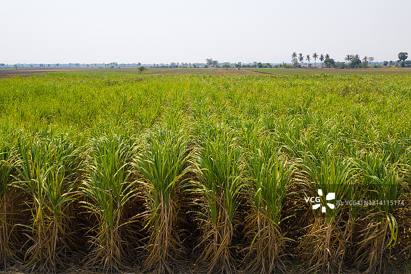 上图为泰国北碧府的甘蔗种植景象图片素材