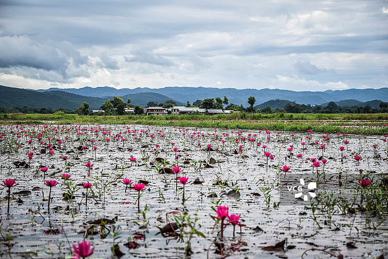 缅甸的茵莱湖图片素材