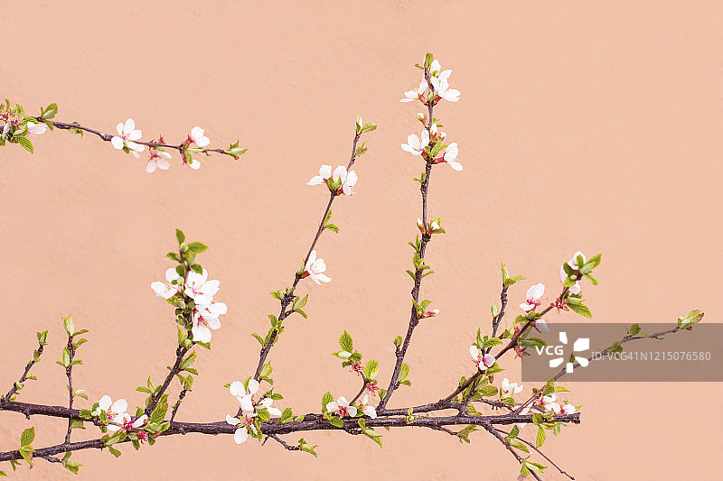 一棵樱花树图片素材