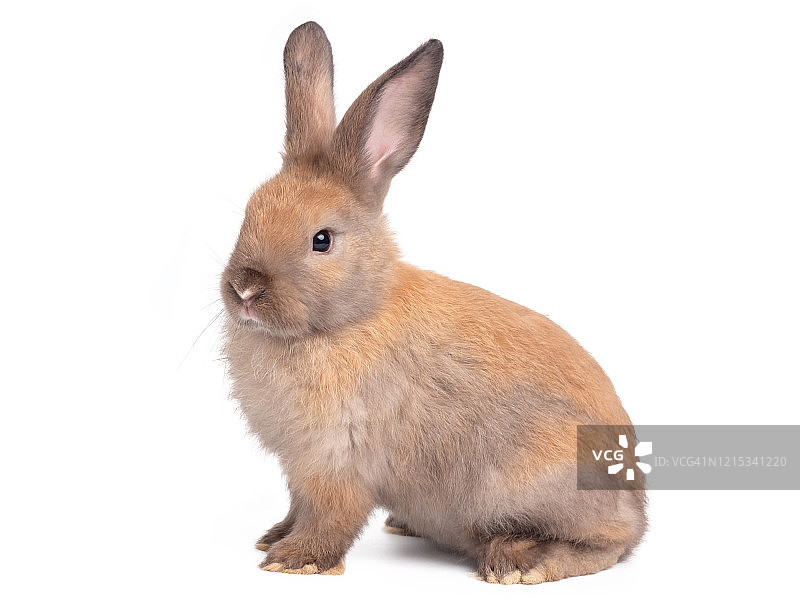 侧面的棕色可爱的小兔子坐在孤立的白色背景。图片素材