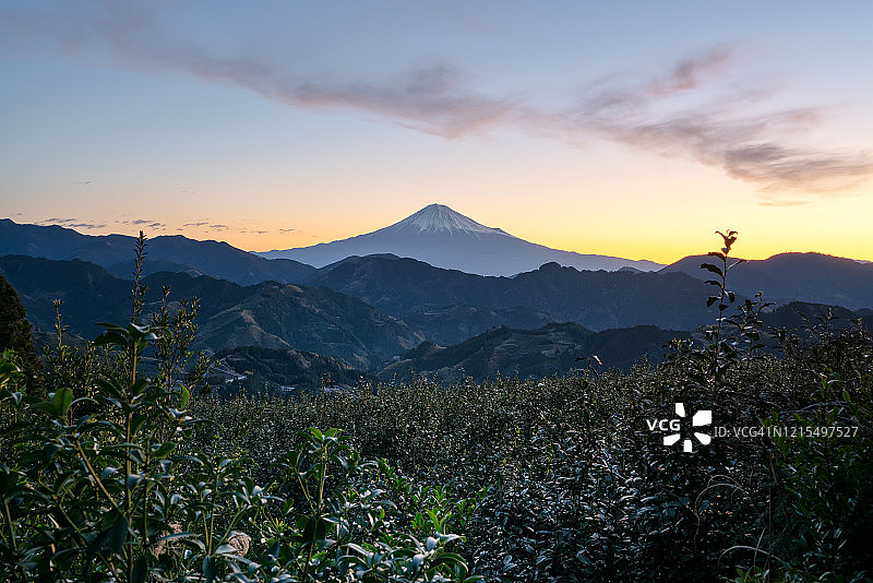 日本静冈县茶园上的富士山日出图片素材