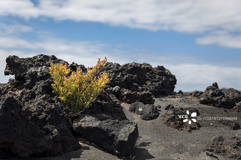 火山地带的植被图片素材