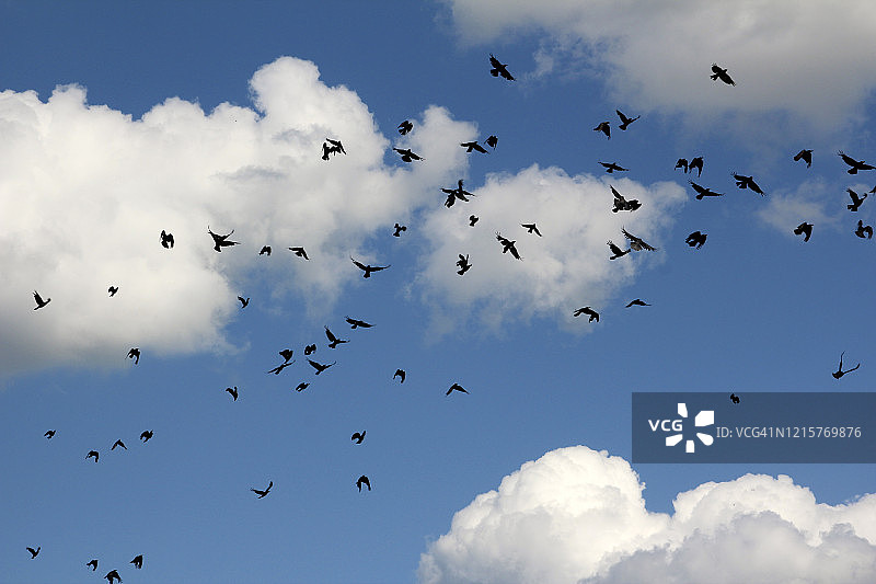 蓝色的天空映衬着一大群黑色的鸟儿图片素材