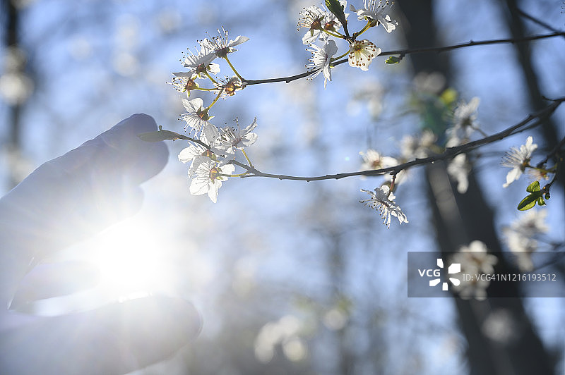 在春天，戴着保护手套的人的手触摸着盛开的花朵。德国。图片素材