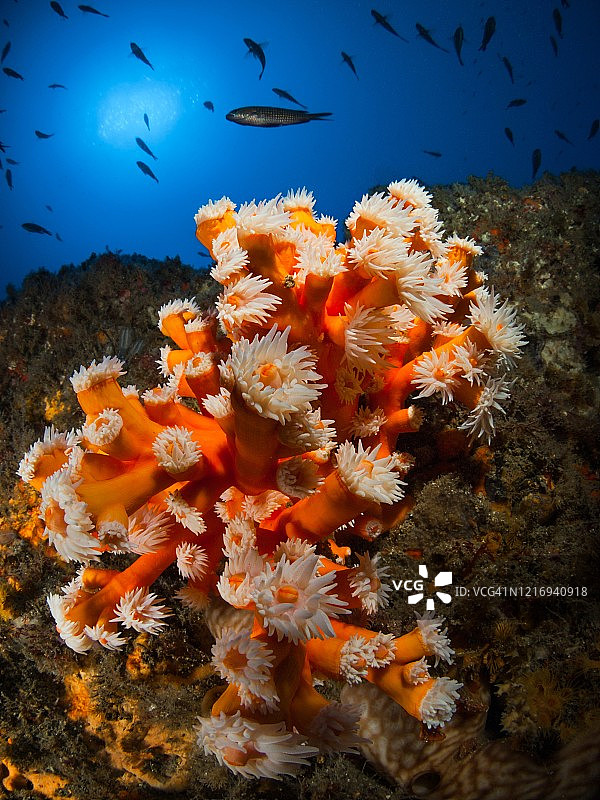 橙色珊瑚群落(Dendrophyllia ramea)图片素材