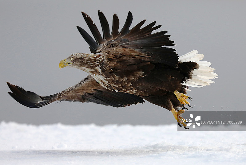 白尾鹰从日本北海道的雪地起飞图片素材