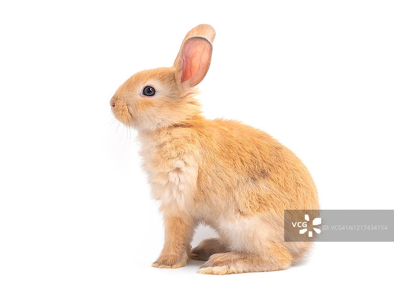 棕色可爱的小兔子孤立在白色的背景。旁边的可爱的棕色兔子坐着。图片素材